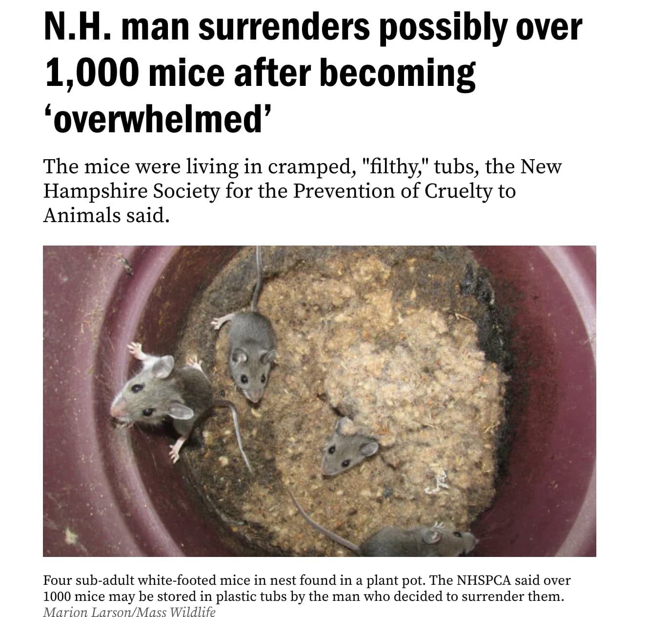 pest - N.H. man surrenders possibly over 1,000 mice after becoming 'overwhelmed' The mice were living in cramped, "filthy," tubs, the New Hampshire Society for the Prevention of Cruelty to Animals said. Four subadult whitefooted mice in nest found in a pl